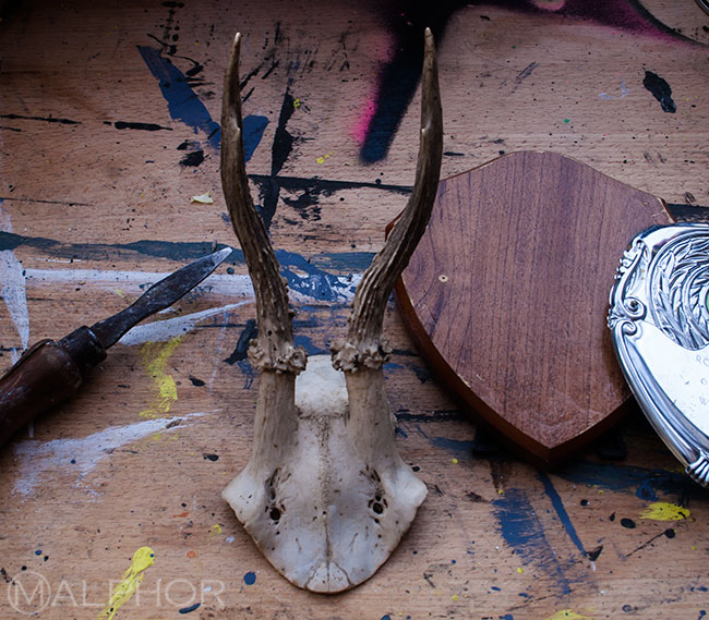 raw deer skull